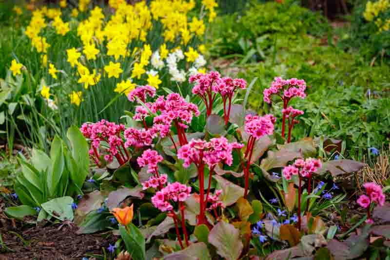 Bergenia Cordifolia, Heartleaf Bergenia, Heart-Leaf Bergenia, Pink Bergenia, Evergreen Perennial, Shade Perennial