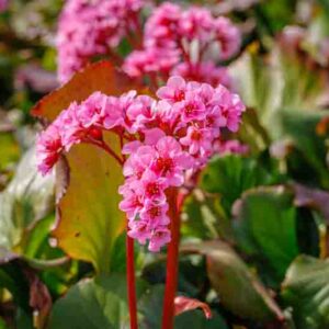 Bergenia Cordifolia, Heartleaf Bergenia, Heart-Leaf Bergenia, Pink Bergenia, Evergreen Perennial, Shade Perennial