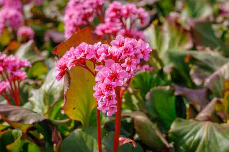 Bergenia Cordifolia, Heartleaf Bergenia, Heart-Leaf Bergenia, Pink Bergenia, Evergreen Perennial, Shade Perennial