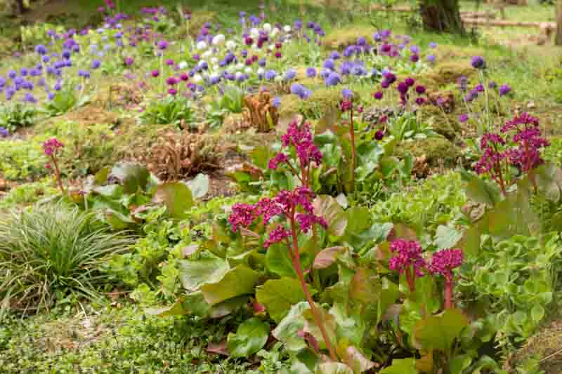 Bergenia Cordifolia, Heartleaf Bergenia, Heart-Leaf Bergenia, Pink Bergenia, Evergreen Perennial, Shade Perennial