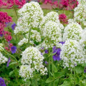 Centranthus ruber 'Albus', White Valerian, Spanish Valerian 'Albus', Spur Valerian 'Albus', Jupiter's Beard 'Albus', Kiss-me-quick 'Albus', Pretty Betsy 'Albus', Fox's Brush 'Albus', German Lilac 'Albus', Centranthus alba, Valeriana 'Alba', white flowers