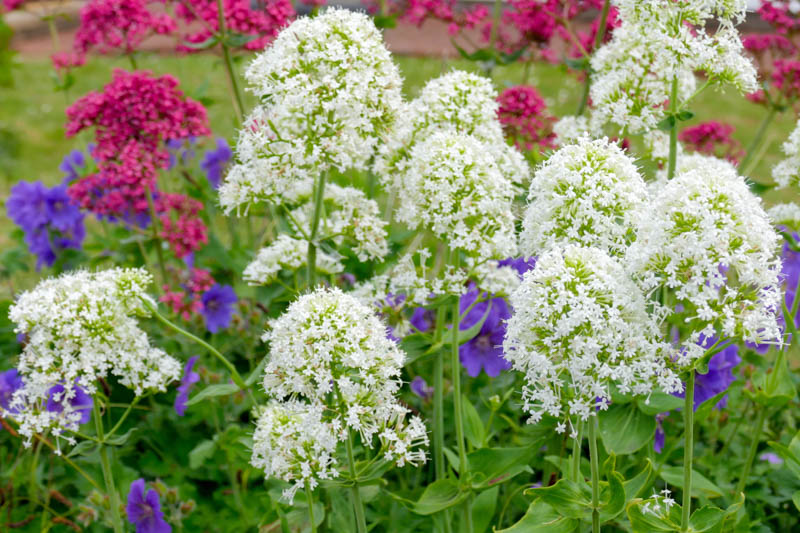 Centranthus ruber 'Albus', White Valerian, Spanish Valerian 'Albus', Spur Valerian 'Albus', Jupiter's Beard 'Albus', Kiss-me-quick 'Albus', Pretty Betsy 'Albus', Fox's Brush 'Albus', German Lilac 'Albus', Centranthus alba, Valeriana 'Alba', white flowers