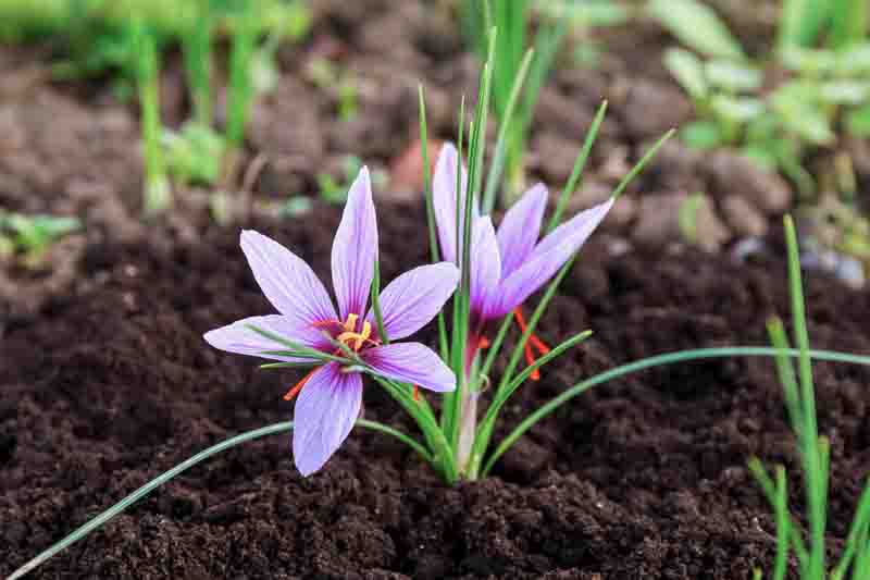 Crocus Sativus, Saffron Crocus, Autumn Crocus, Saffron,
