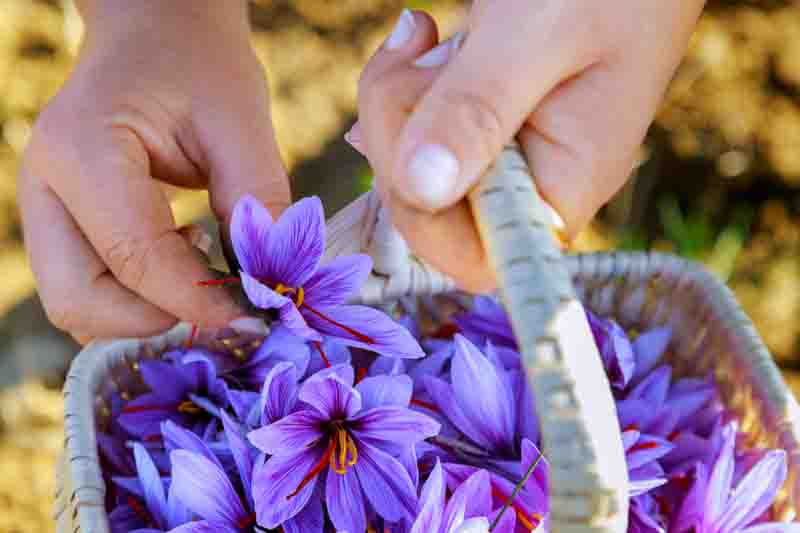Crocus Sativus, Saffron Crocus, Autumn Crocus, Saffron,