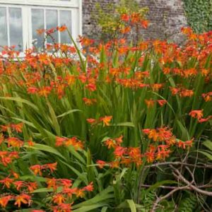 Crocosmia masoniorum, Coppertips, Falling Stars, AGM crocosmia, Giant Montbretia, Crocosmia Masonorum