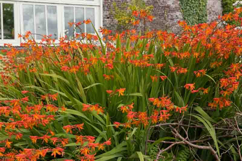 Crocosmia masoniorum, Coppertips, Falling Stars, AGM crocosmia, Giant Montbretia, Crocosmia Masonorum