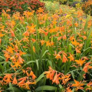 Crocosmia × Crocosmiiflora 'Star of the East', Montbretia 'Star of the East', Coppertips 'Star of the East', Falling Stars 'Star of the East', AGM crocosmia