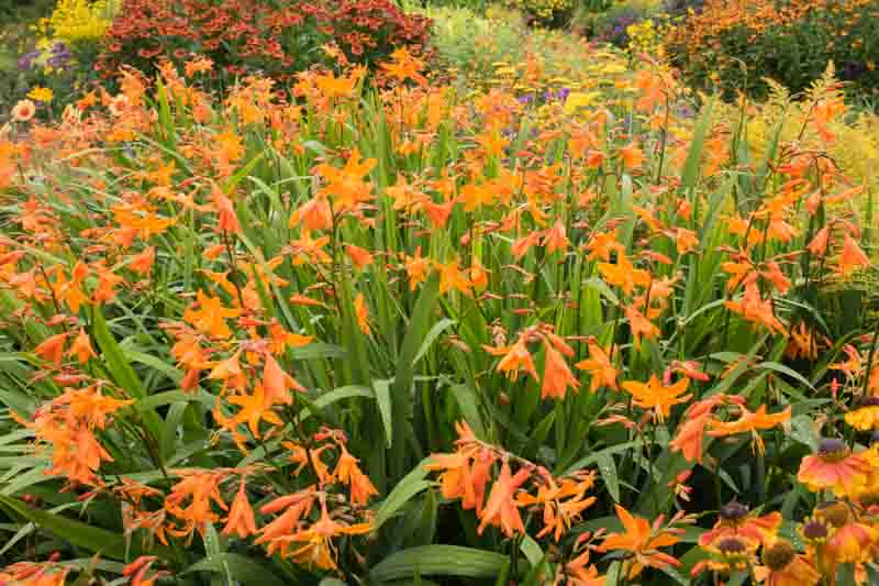 Crocosmia × Crocosmiiflora 'Star of the East', Montbretia 'Star of the East', Coppertips 'Star of the East', Falling Stars 'Star of the East', AGM crocosmia