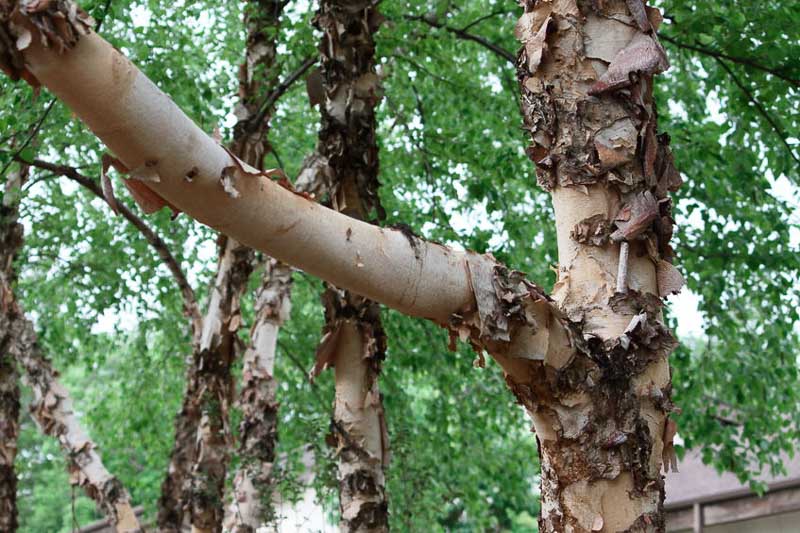 Acer griseum, Paperbark Maple, Acer nikoense (Miq.) Maxim. var. griseum Franch, Tree with fall color, Fall color, Attractive bark Tree, Peeling Bark