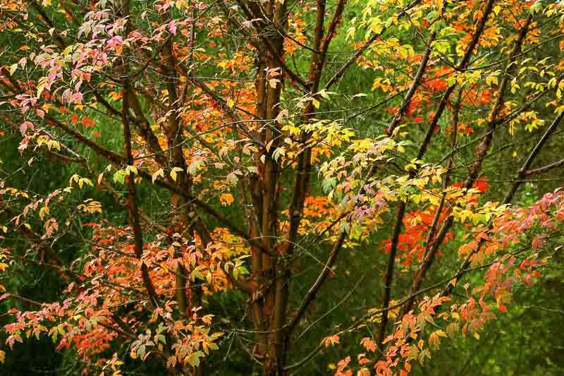 Acer griseum, Paperbark Maple