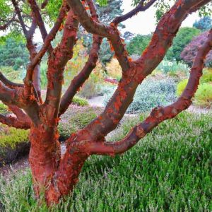 Acer griseum, Paperbark Maple