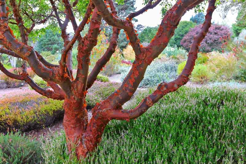 Acer griseum, Paperbark Maple