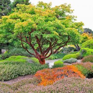 Acer griseum, Paperbark Maple