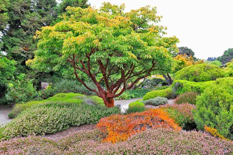 Acer griseum, Paperbark Maple