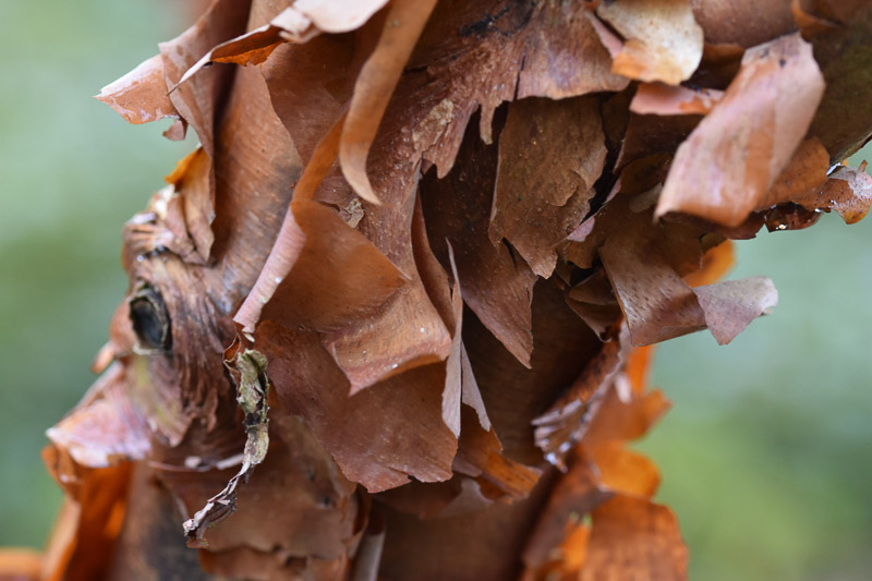 Acer griseum, Paperbark Maple