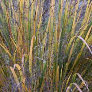Panicum Virgatum 'Northwind', Panicum 'Northwind', Switch Grass 'Northwind'