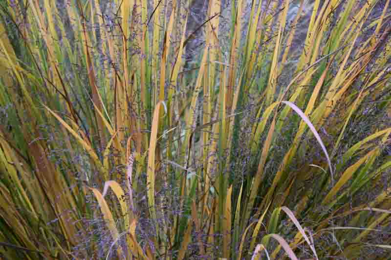 Panicum Virgatum 'Northwind', Panicum 'Northwind', Switch Grass 'Northwind'