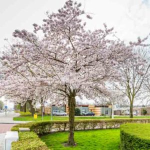 Prunus × subhirtella 'Autumnalis', Higan Cherry 'Autumnalis', Rosebud Cherry 'Autumnalis', Winter Cherry 'Autumnalis', Winter-Flowering Cherry 'Autumnalis', Prunus 'Autumnalis Alba', Flowering Shrub, Pink flowers, Winter Flowers