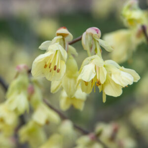 Corylopsis pauciflora, Buttercup Winterhazel, Buttercup Witch Hazel, Yellow Flowers, Winter Flowers