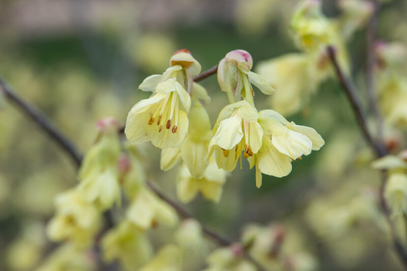 Corylopsis pauciflora, Buttercup Winterhazel, Buttercup Witch Hazel, Yellow Flowers, Winter Flowers