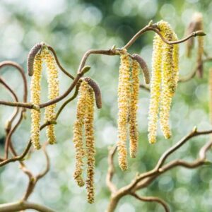 Corylus avellana 'Contorta', Harry Lauder's Walking Stick, Corkscrew Hazel, Contorted Filbert, European Hazel, Cobnut , Deciduous Shrubs, Foliage, Fall color, Winter color, shrub with catkins