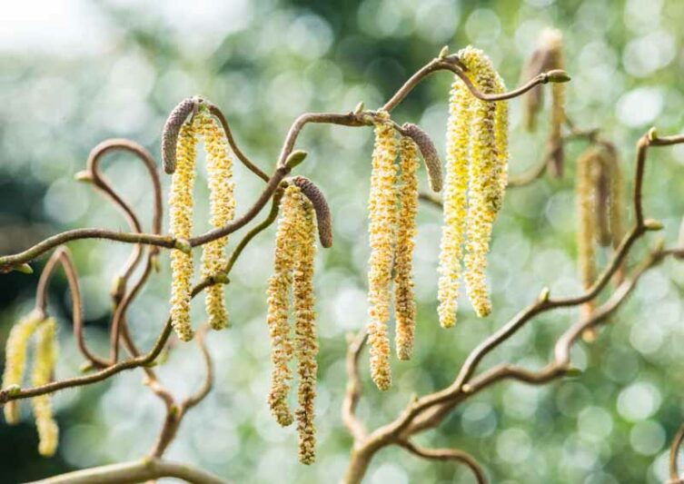 Corylus avellana 'Contorta', Harry Lauder's Walking Stick, Corkscrew Hazel, Contorted Filbert, European Hazel, Cobnut , Deciduous Shrubs, Foliage, Fall color, Winter color, shrub with catkins