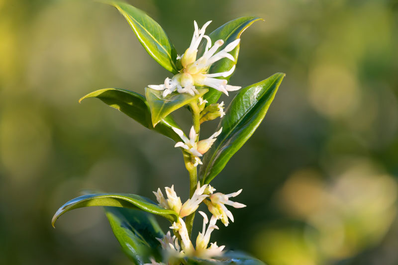 Sarcococca confusa,Sweet Box, Christmas Box, Evergreen shrub, Fragrant shrub, Winter blooms, Winrer Flowers, Fragrant flowers