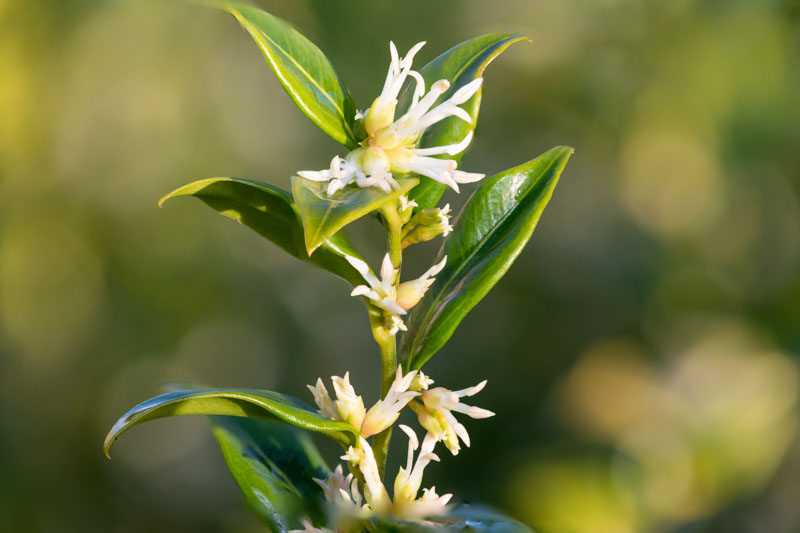 Sarcococca confusa,Sweet Box, Christmas Box, Evergreen shrub, Fragrant shrub, Winter blooms, Winter Flowers, Fragrant flowers