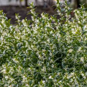 Sarcococca confusa,Sweet Box, Christmas Box, Evergreen shrub, Fragrant shrub, Winter blooms, Winrer Flowers, Fragrant flowers