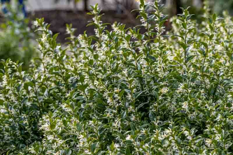 Sarcococca confusa,Sweet Box, Christmas Box, Evergreen shrub, Fragrant shrub, Winter blooms, Winrer Flowers, Fragrant flowers