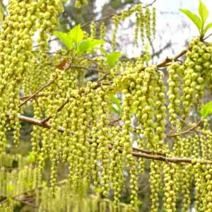 Stachyurus praecox, Early Stachyurus, Yellow Flowers, Winter Flowers