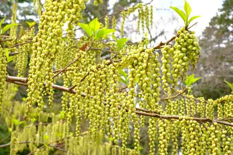 Stachyurus praecox, Early Stachyurus, Yellow Flowers, Winter Flowers