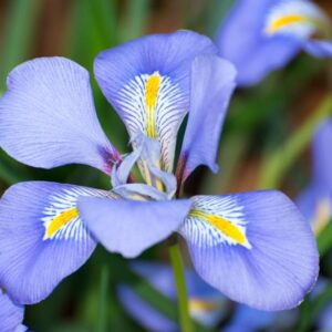 Algerian Iris, Algerian Winter Iris, Winter Iris, Iris Stylosa, Winter flowers, Purple Flowers, Beardless Iris