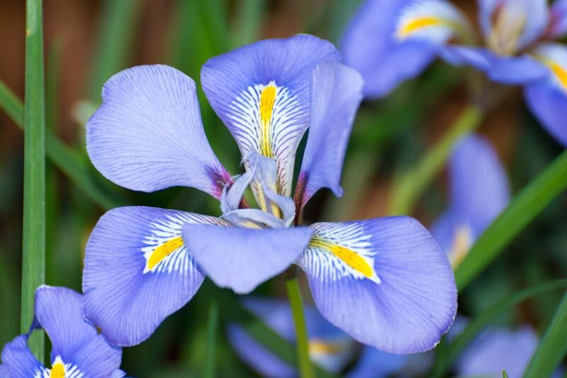 Algerian Iris, Algerian Winter Iris, Winter Iris, Iris Stylosa, Winter flowers, Purple Flowers, Beardless Iris