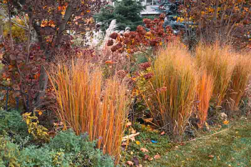 Dazzling Autumn photo of a beautiful garden bordered by a living fence made up of orange Northwind ornamental grasses, Panicum Virgatum, strawberry vanilla panicle hydrangeas and smokebush
