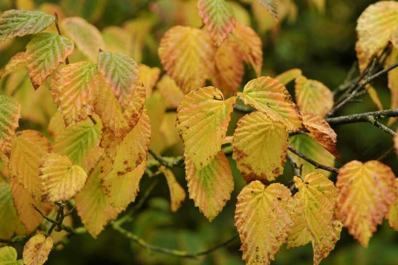 Corylopsis pauciflora, Buttercup Winterhazel, Buttercup Witch Hazel, Yellow Flowers, Winter Flowers