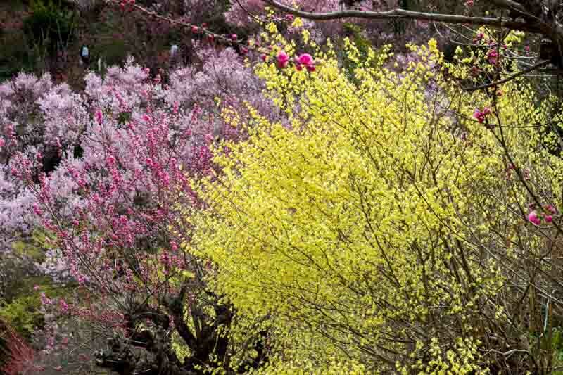 Corylopsis pauciflora, Buttercup Winterhazel, Buttercup Witch Hazel, Yellow Flowers, Winter Flowers