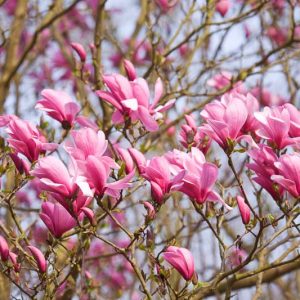 Magnolia 'Galaxy', Galaxy Magnolia, Pink magnolia, Winter flowers, Spring flowers, Pink flowers, fragrant trees, fragrant flowers