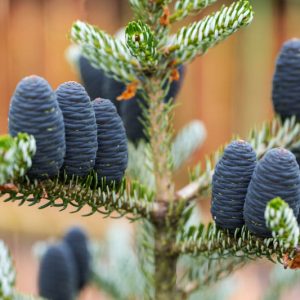 Abies koreana, Korean Fir, Evergreen Conifer, Evergreen Shrub, Evergreen Tree