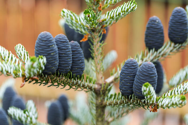 Abies koreana, Korean Fir, Evergreen Conifer, Evergreen Shrub, Evergreen Tree