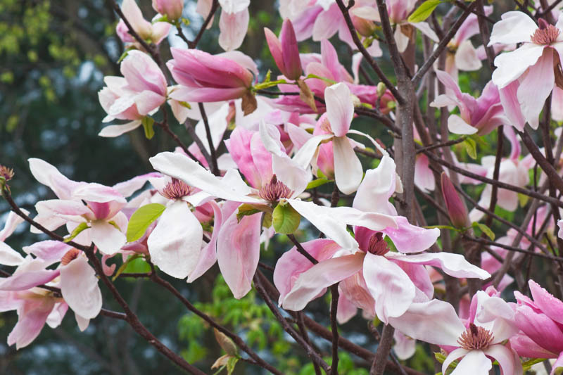 Magnolia × loebneri 'Leonard Messel',Magnolia 'Leonard Messel',Saucer Magnolia, Pink magnolia, Winter flowers, Spring flowers, Pink flowers, fragrant trees, fragrant flowers