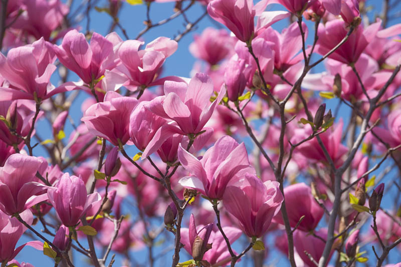 Magnolia 'Galaxy', Galaxy Magnolia, Pink magnolia, Winter flowers, Spring flowers, Pink flowers, fragrant trees, fragrant flowers