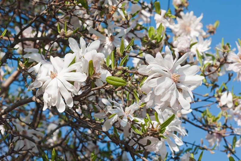 Chionanthus virginicus, Fringe Tree, Fragrant tree, White flowers, Fragrant flowers, berries, black berries