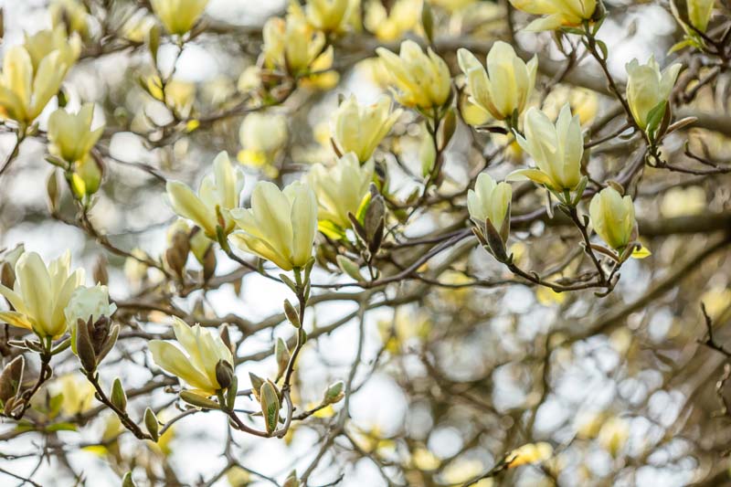 Magnolia 'Elizabeth', Elizabeth Magnolia, Yellow magnolia, Winter flowers, Spring flowers, yellow flowers, fragrant trees, fragrant flowers