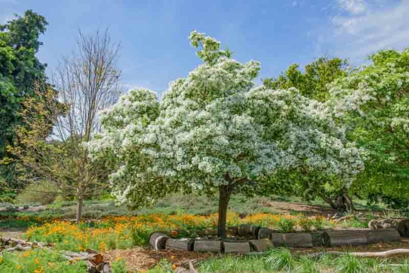 Chionanthus virginicus, Fringe Tree, Fragrant tree, White flowers, Fragrant flowers, berries, black berries