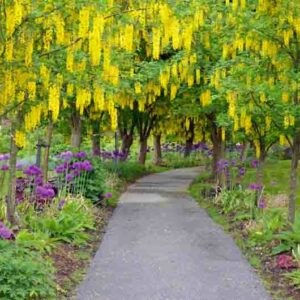 Laburnum × watereri 'Vossii', Golden Chain Tree, Bean Tree, Yellow Flowers