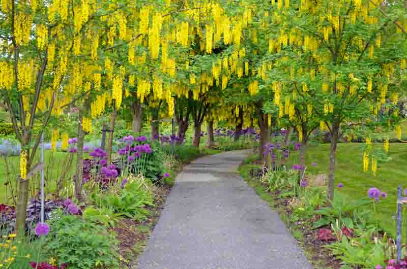 Laburnum x watereri 'Vossii' (Golden Chain Tree)