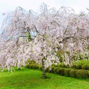 Prunus pendula 'Pendula Rosea', Weeping Cherry 'Pendula Rosea', Weeping Higan Cherry 'Pendula Rosea', Cherry 'Pendula Rosea', Drooping Rosebud Cherry 'Pendula Rosea', Prunus × subhirtella 'Pendula Rosea', Pink flowers, Spring Flowers