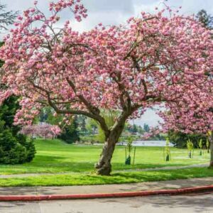 Prunus 'Kanzan',Japanese Flowering Cherry 'Kanzan', Prunus 'Kwanzan', Prunus 'Sekiyama', Flowering Tree, Pink flowers, Double cherry flowers