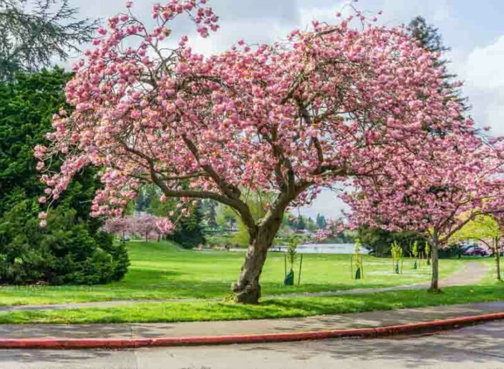 Prunus 'Kanzan',Japanese Flowering Cherry 'Kanzan', Prunus 'Kwanzan', Prunus 'Sekiyama', Flowering Tree, Pink flowers, Double cherry flowers